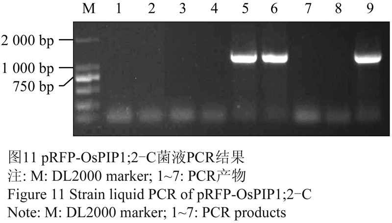 prfp-ospip1;2-c菌液pcr结果               注: m: dl2000 marker; 1