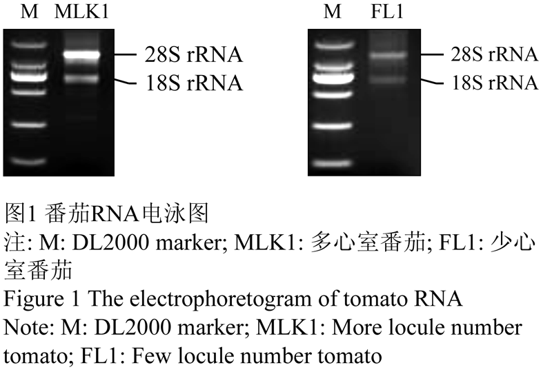 图1 番茄rna电泳图               注: m: dl2000 marker; mlk1: 多