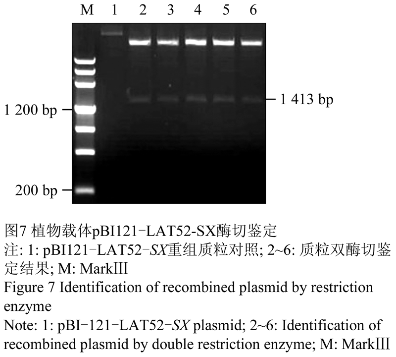 图7 植物载体pbi121-lat52- sx酶切鉴定              注: 1: pbi121