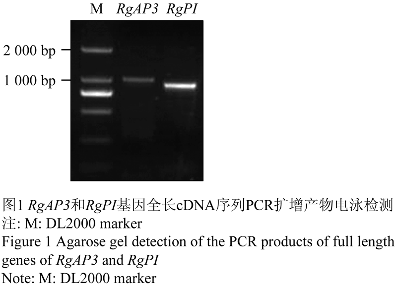 注: m: dl2000 marker               figure 1 agarose gel