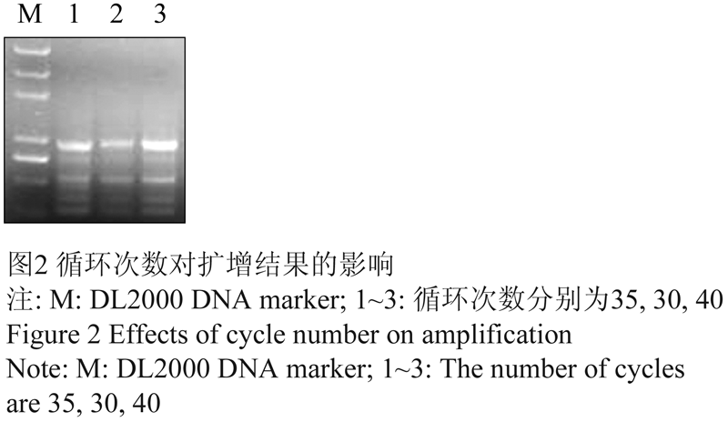 薰衣草issr-pcr反应体系的正交优化