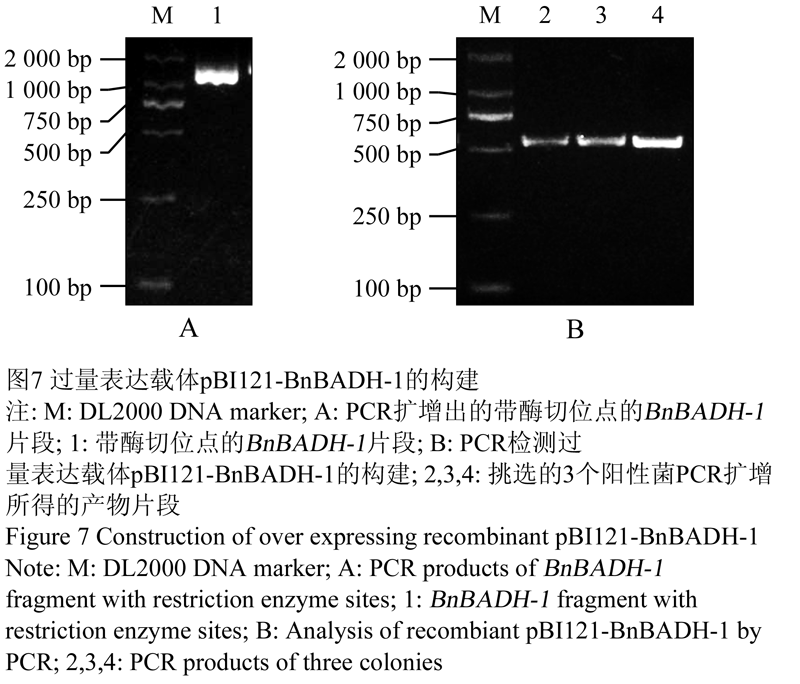 图7 过量表达载体pbi121-bnbadh-1的构建              figure 7