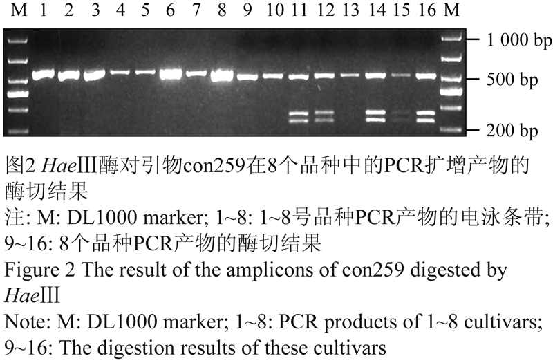 注: m: dl1000 marker; 1~8: 1~8号品种pcr产物的电泳