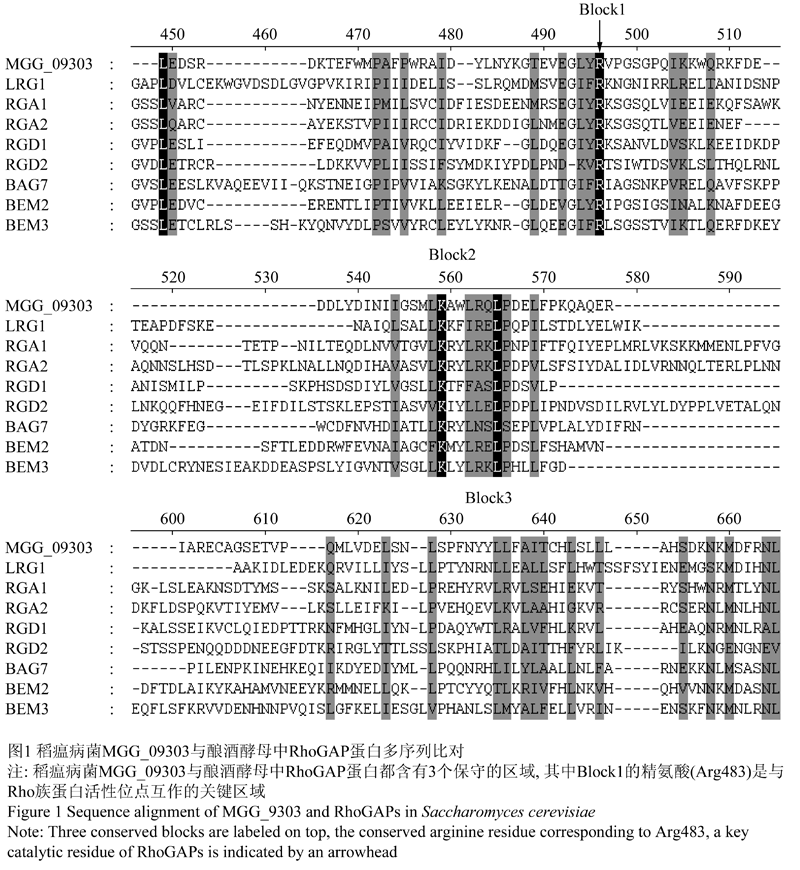 稻瘟病菌中一个假定rho gtp酶激活蛋白与rho族蛋白的互作关系