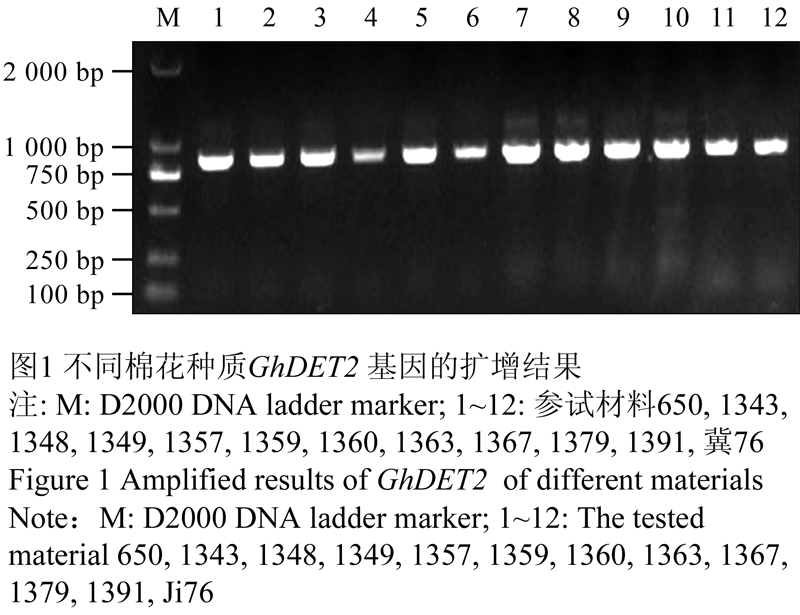 机采紧凑型棉花类固醇5α-还原酶基因( GhDET2 )单核苷酸多态性 | | 《分子植物育种》印刷版