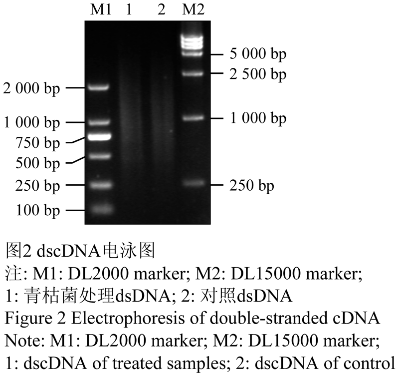 青枯菌诱导的烟草叶片全长cDNA文库的构建和初步分析 | | 《分子植物育种》印刷版