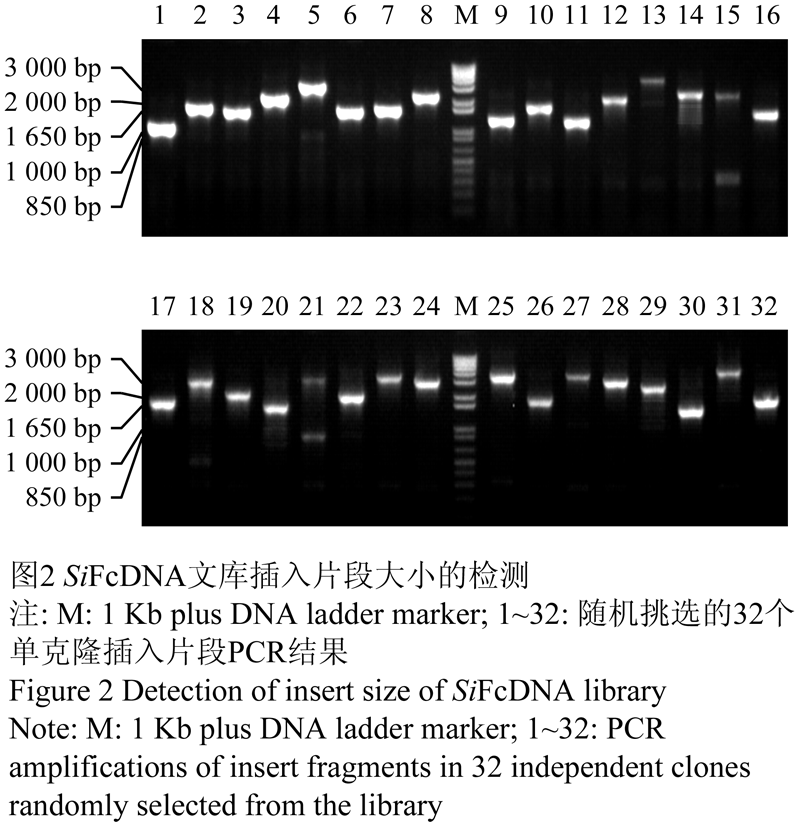 芝麻全长cDNA文库的构建及序列分析 | | 《分子植物育种》印刷版