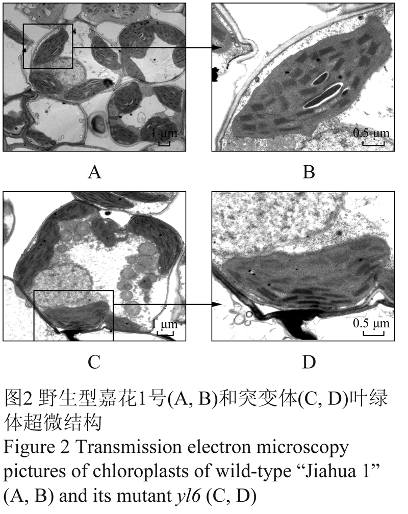 圖2 野生型嘉花1號(a, b)和突變體(c, d)葉綠體超微結構