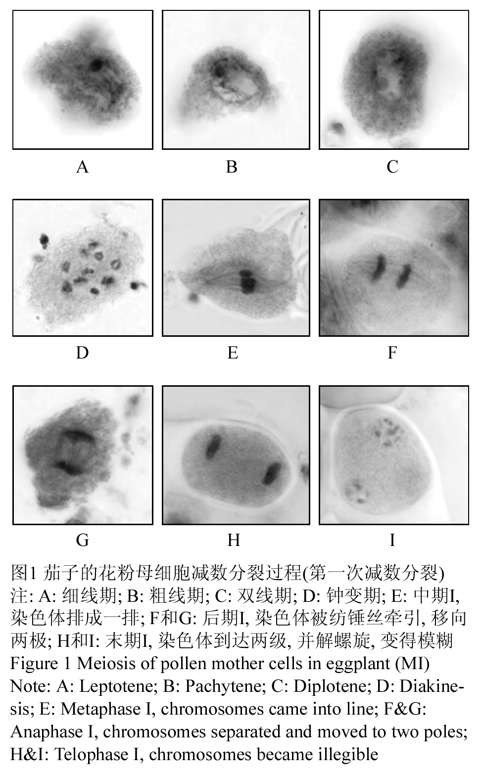 花粉母细胞减数过程图图片
