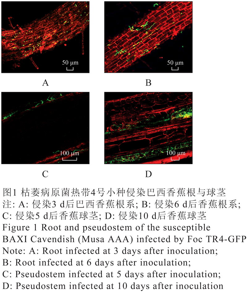 抗感枯萎病香蕉的细胞结构抗性研究